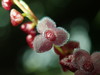 Silvery Leach Orchid - Photo (c) Rudy Gelis, all rights reserved, uploaded by Rudy Gelis