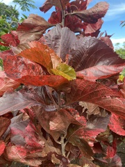 Acalypha wilkesiana image