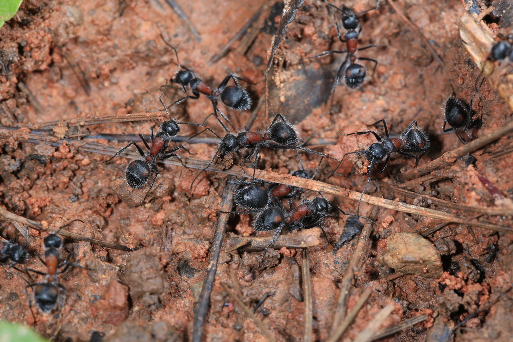 Camponotus mutilarius from 中国云南省普洱市思茅区 on September 28, 2023 at 05:40 ...