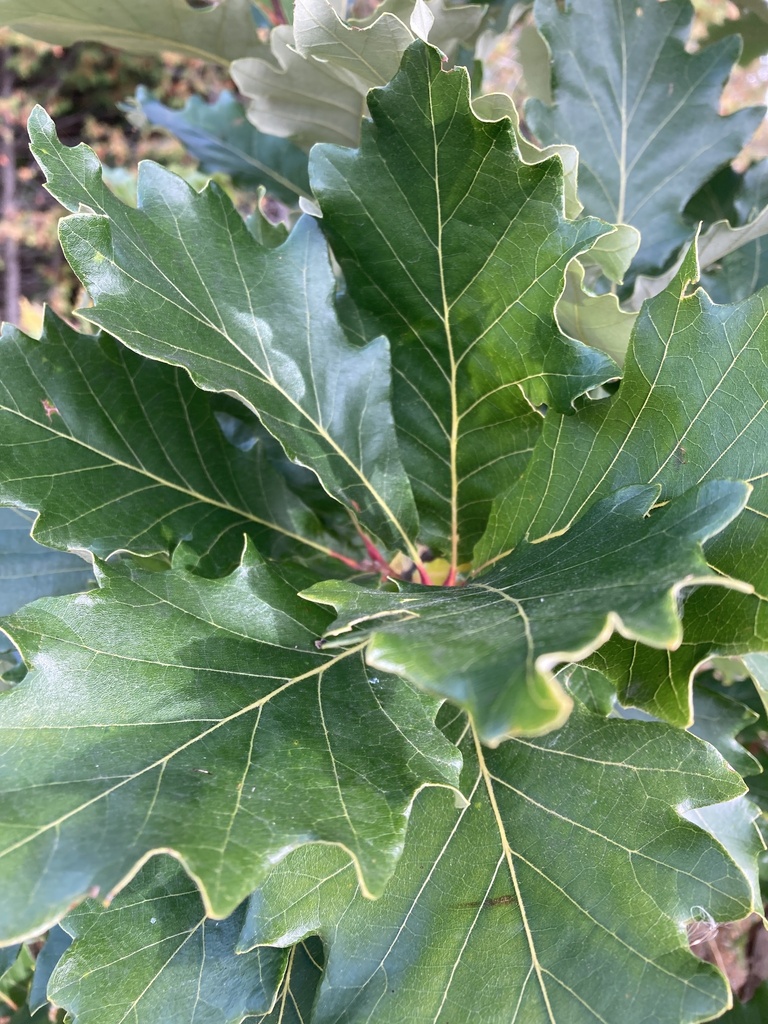 Ware's Oak from Hansen Blvd, Orangeville, ON, CA on September 28, 2023 ...