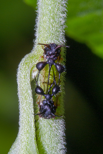 アリカツギツノゼミ (Cyphonia clavata) · iNaturalist