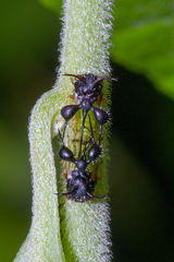 アリカツギツノゼミ (Cyphonia clavata) · iNaturalist