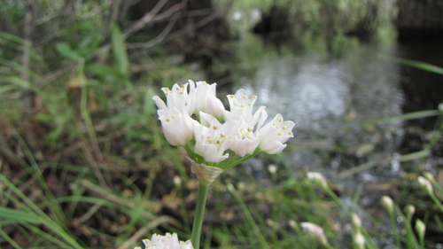 Allium geyeri var. geyeri