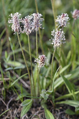 gray pubescent plantain (Plantago canescens)
