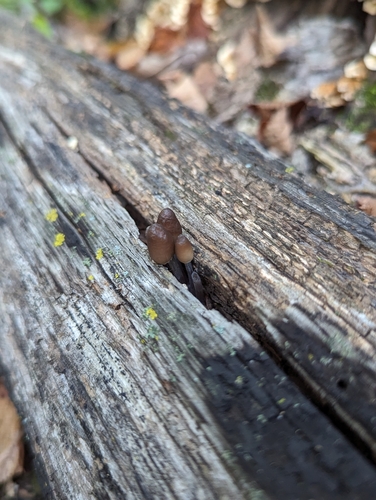 Mycena inclinata (Photo 2 of 16)
