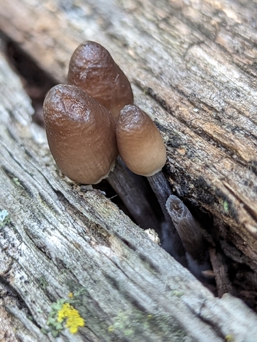 Mycena inclinata