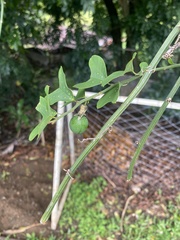 Passiflora biflora image