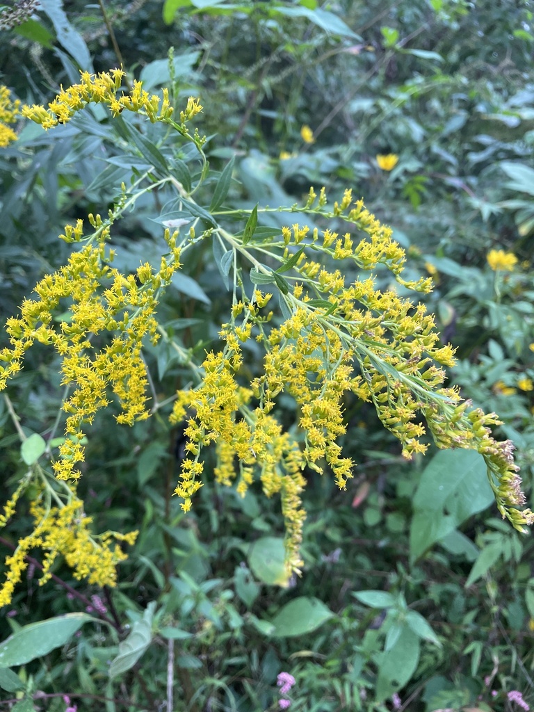 tall goldenrod from Greenwood Dr, Burlington, NC, US on September 27 ...