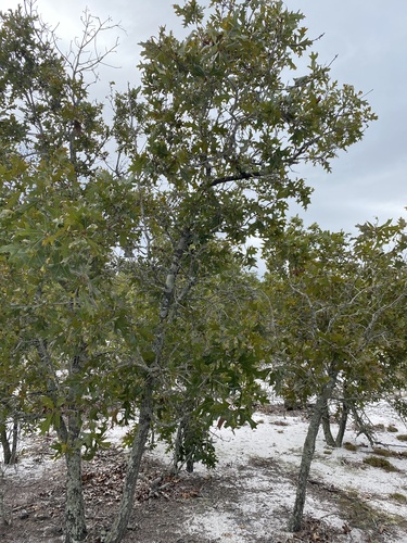 American turkey oak