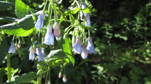 Tall Bluebell