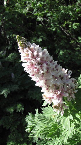 Corydalis caseana ssp. cusickii