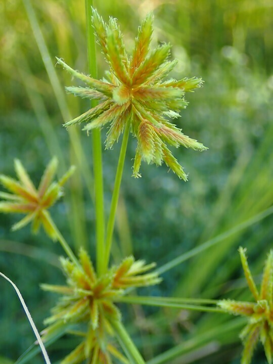 tall-flatsedge-from-central-city-phoenix-az-usa-on-september-28