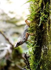 Alvarez Del Toro's Anole photo 3
