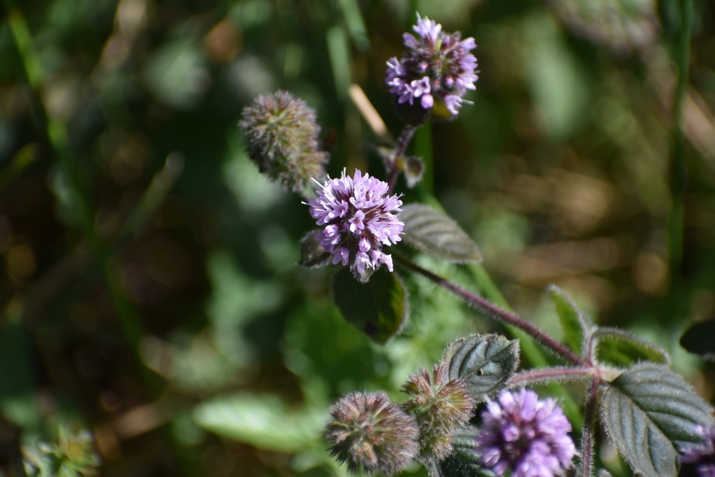 Watermint watermint from Albens, 73410 Entrelacs, France on September 28, 2023 at ...