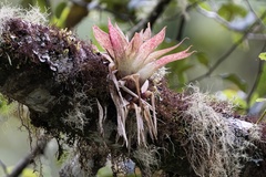 Tillandsia biflora image