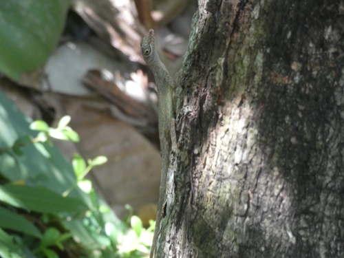 Guantanamo Anole