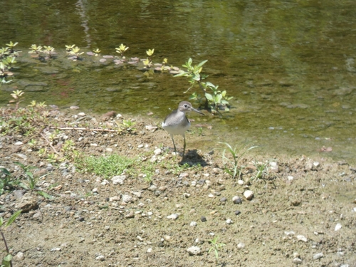 Solitary Sandpiper
