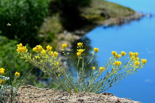 Douglas' bladderpod (Lesquerella douglasii)