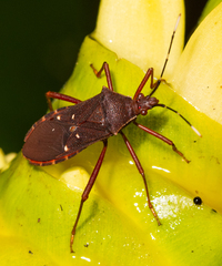 Leptoscelis quadrisignatus image