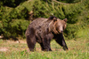 Eurasian Brown Bear - Photo (c) Jonathan Ben Simon, all rights reserved, uploaded by Jonathan Ben Simon