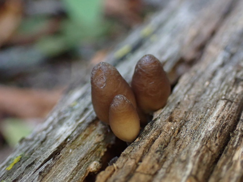 Mycena inclinata (Photo 3 of 16)