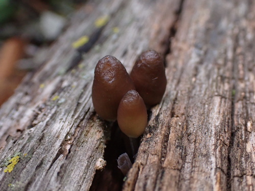 Mycena inclinata (Photo 4 of 16)