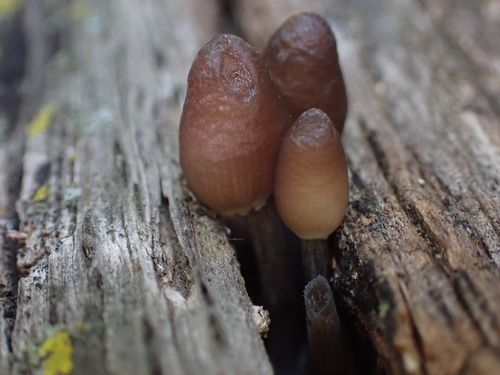 Mycena inclinata (Photo 5 of 16)