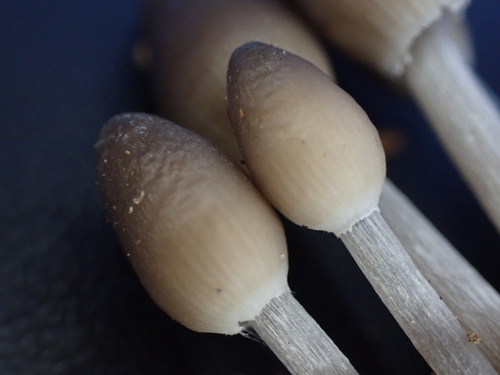 Mycena inclinata (Photo 6 of 16)