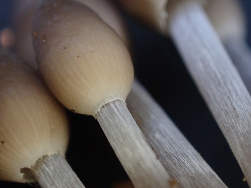 Mycena inclinata (Photo 7 of 16)