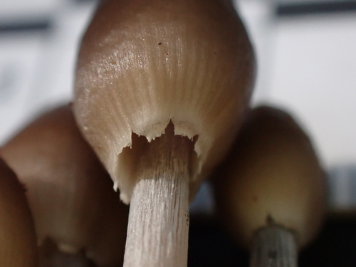 Mycena inclinata (Photo 8 of 16)