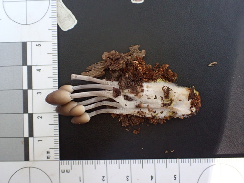 Mycena inclinata (Photo 9 of 16)