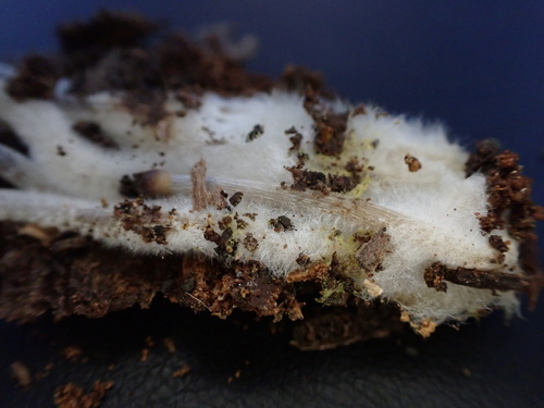 Mycena inclinata (Photo 11 of 16)