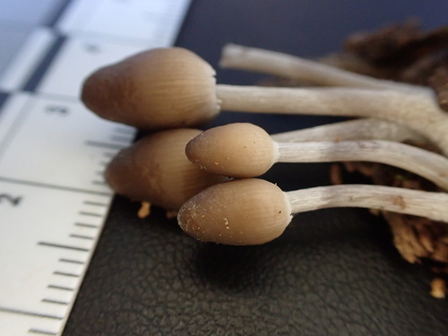 Mycena inclinata (Photo 12 of 16)