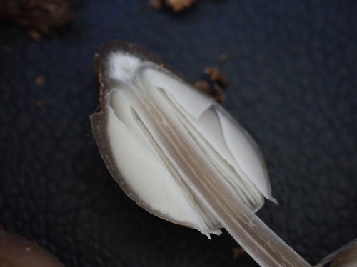Mycena inclinata (Photo 13 of 16)