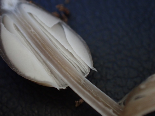 Mycena inclinata (Photo 14 of 16)