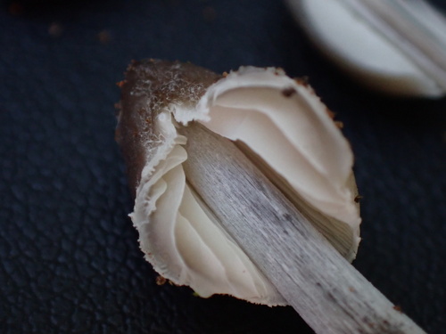 Mycena inclinata (Photo 15 of 16)