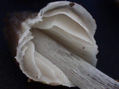 Mycena inclinata (Photo 16 of 16)