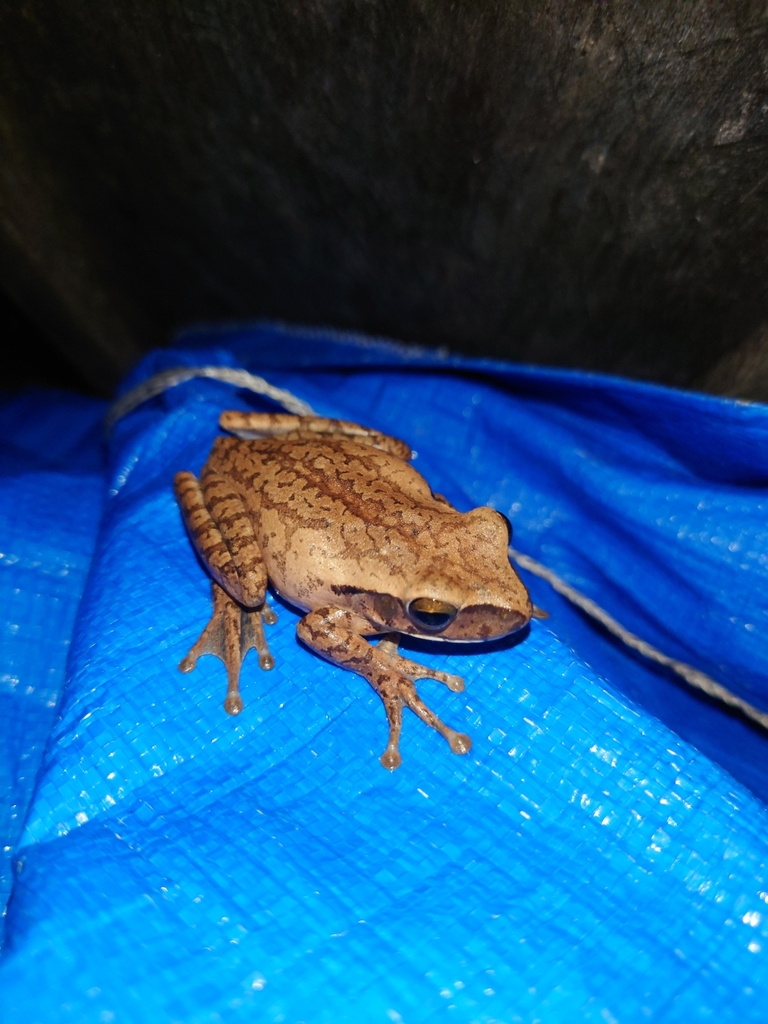 Chaco Tree Frog from Carauari - State of Amazonas, 69500-000, Brazil on ...