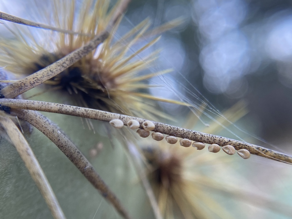 Cactus Coreid Bug from Sierra Vista Dr, Prescott, AZ, US on September ...