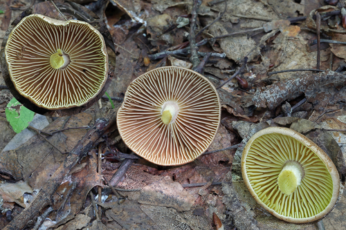 Wood Woolly-foot