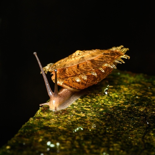 Plectotropis mackensii (A.Adams & Reeve, 1850)
