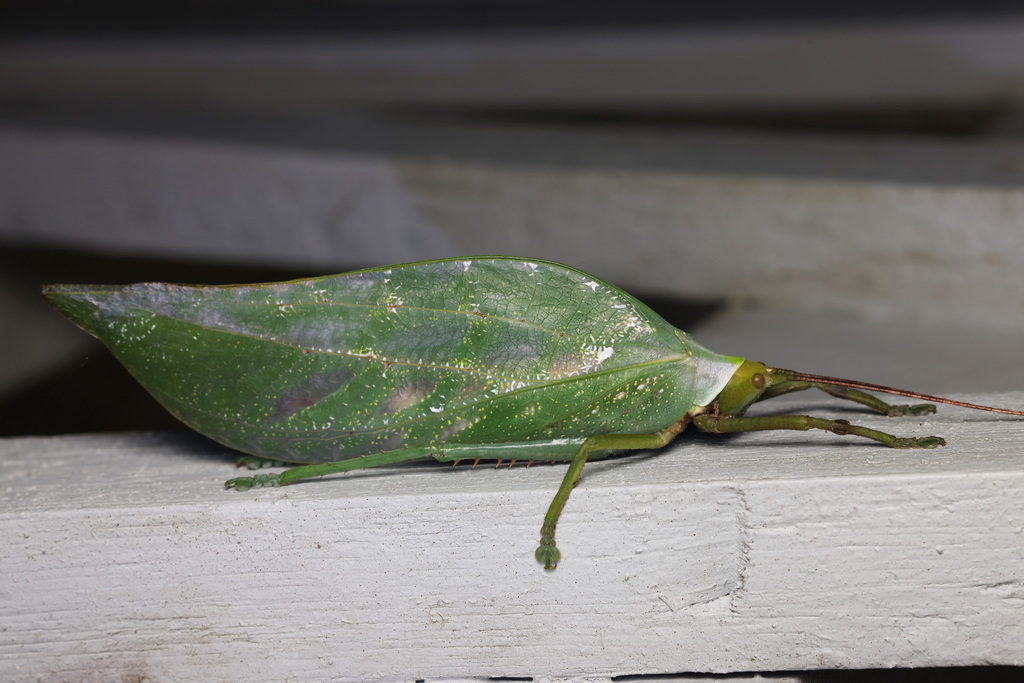 Onomarchus uninotatus from Bukit Fraser, 49000 Bukit Fraser, Pahang ...