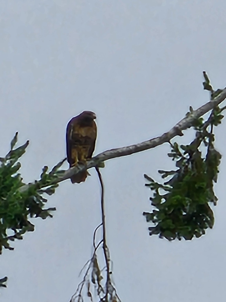 Redtailed Hawk from Kenmore, WA, USA on September 28, 2023 at 1014 AM