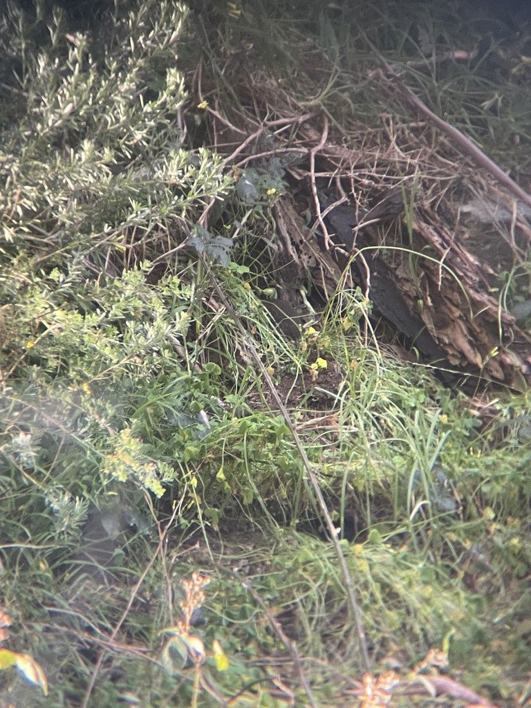 Australian Swamp Rat from Jeremy Way, Frankston South, VIC, AU on ...