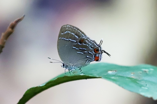 Busbiina bosora