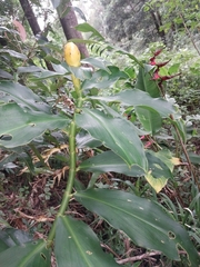 Costus wilsonii image