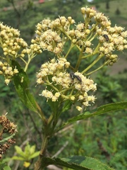 Baccharis latifolia image