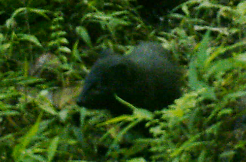 Western Tree Hyrax