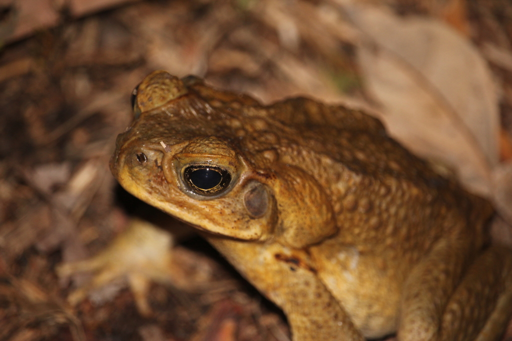 Cane Toad from Brisbane QLD, Australia on September 29, 2023 at 0841