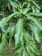 Mangifera indica image